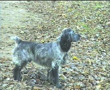 ������� �������